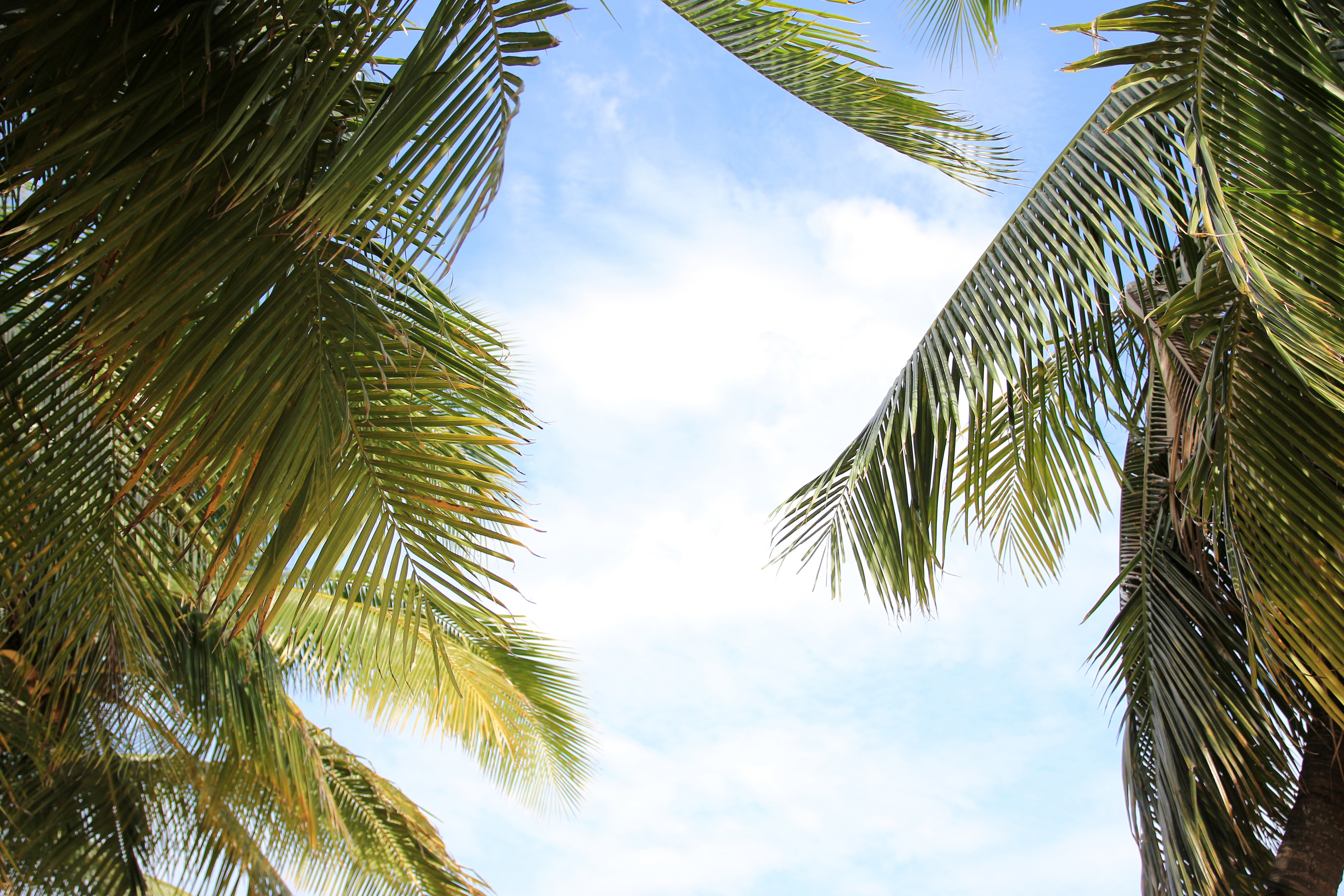 Palm leaves decoration